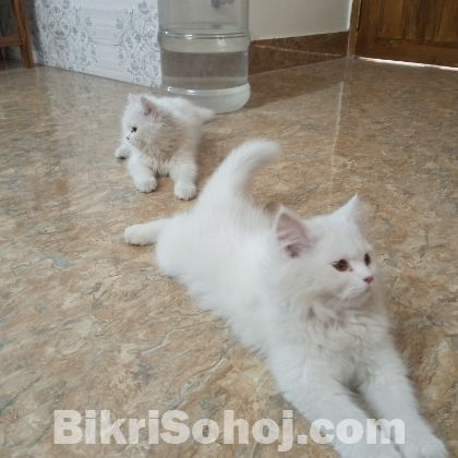 Parshian kitten 2 female